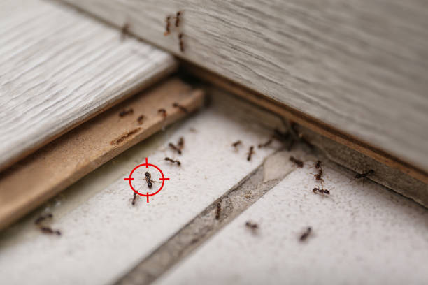 Best Affordable Pest Control Services  in Waterloo, IA