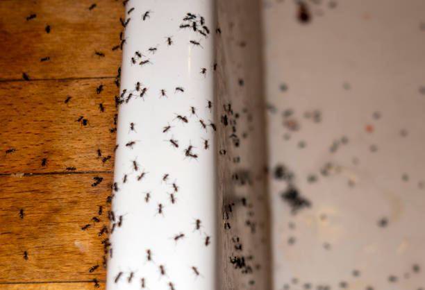 Best Cockroach Control Services  in Waterloo, IA