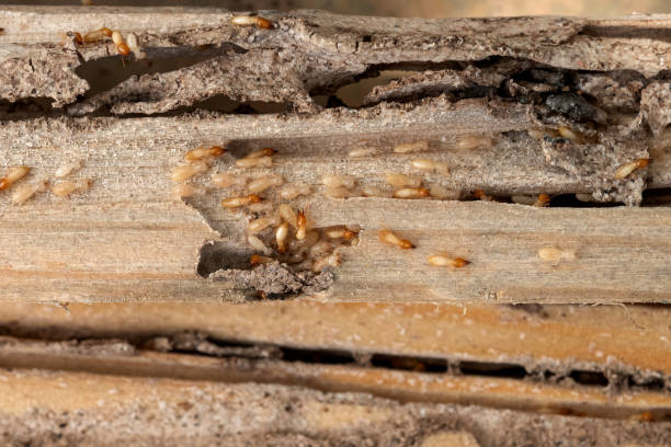 Best Local Pest Control Services  in Waterloo, IA
